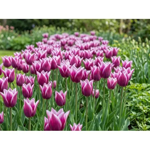 JUNAVERA Tulipa Claudia bloembollen | 7 stuks | bolmaat 11/12