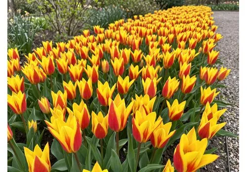 JUNAVERA Tulipa Giuseppe Verdi bloembollen | 7 stuks
