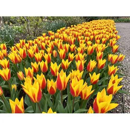 JUNAVERA Tulipa Giuseppe Verdi bloembollen | 7 stuks