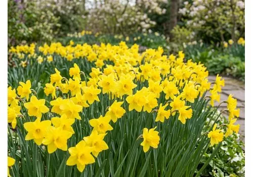 JUNAVERA Narcissus Dellan bloembollen | 5 stuks | voorjaarsbloeiende narcis