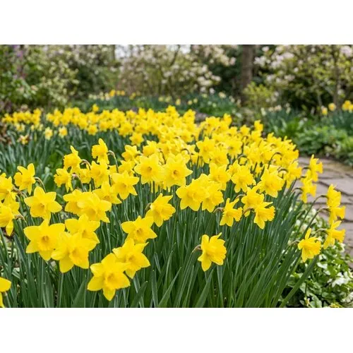 JUNAVERA Narcissus Dellan bloembollen | 5 stuks | voorjaarsbloeiende narcis