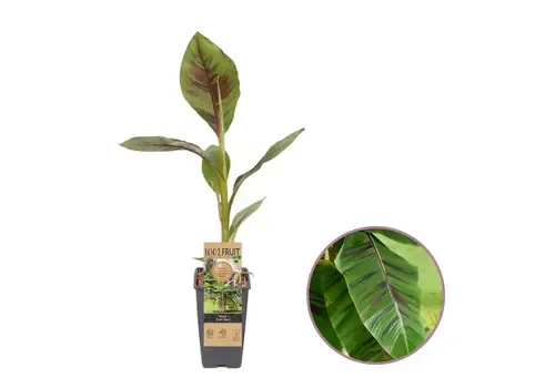 JUNAVERA Musa Ever Red | winterharde banaan | 50 cm hoog | 1,8 liter pot