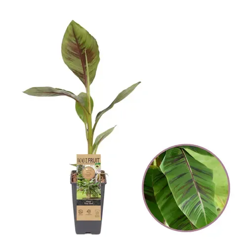 JUNAVERA Musa Ever Red | winterharde banaan | 50 cm hoog | 1,8 liter pot