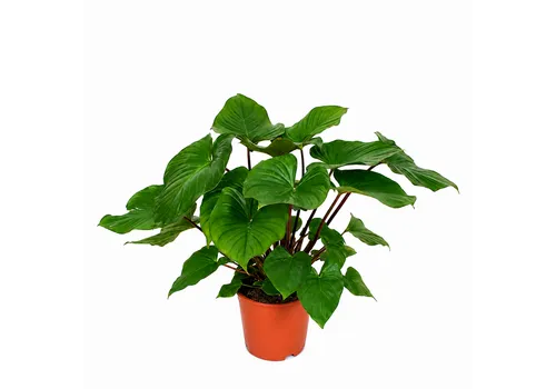 JUNAVERA Homalomena rubescens 'Maggy' | 14 cm pot | 45 cm hoog