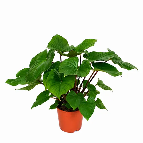 JUNAVERA Homalomena rubescens 'Maggy' | 14 cm pot | 45 cm hoog