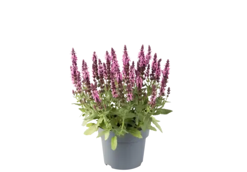 JUNAVERA Salvia nemorosa roze | 15 tot 25 cm hoog | 12 cm pot