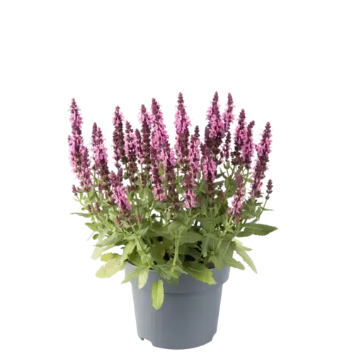 JUNAVERA Salvia nemorosa roze | 15 tot 25 cm hoog | 12 cm pot