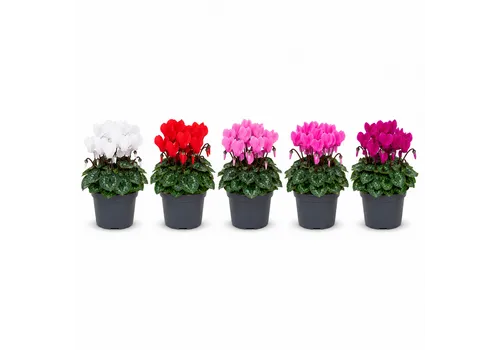 JUNAVERA Cyclamen persicum Super Serie Verano mix | 10 cm pot | 25 cm hoog | per stuk