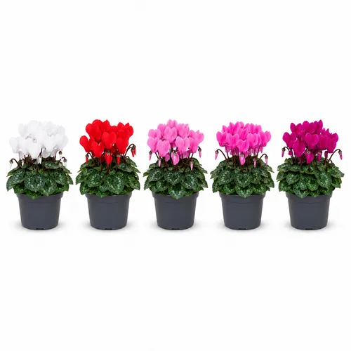 JUNAVERA Cyclamen persicum Super Serie Verano mix | 10 cm pot | 25 cm hoog | per stuk
