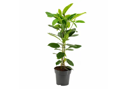 JUNAVERA Ficus microcarpa 'Fuji' | 17 cm pot | 90 cm hoog