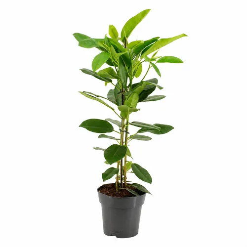 JUNAVERA Ficus microcarpa 'Fuji' | 17 cm pot | 90 cm hoog