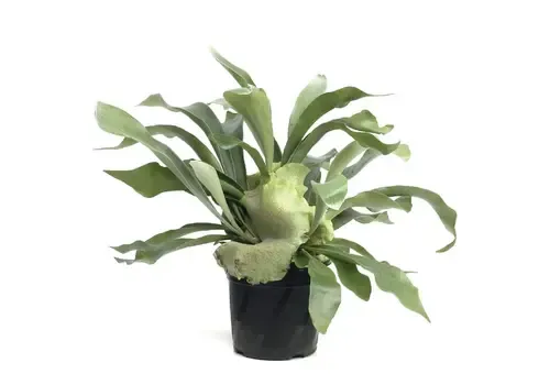 JUNAVERA Platycerium bifurcatum | 12 cm pot | 45 cm hoog