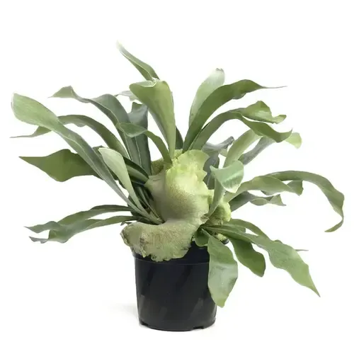 JUNAVERA Platycerium bifurcatum | 12 cm pot | 45 cm hoog