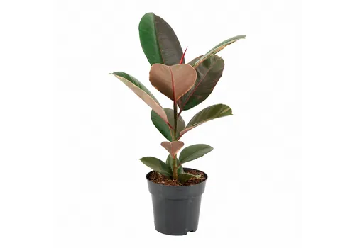 JUNAVERA Ficus elastica Pink Camouflage | 14 cm pot | 48 cm hoog