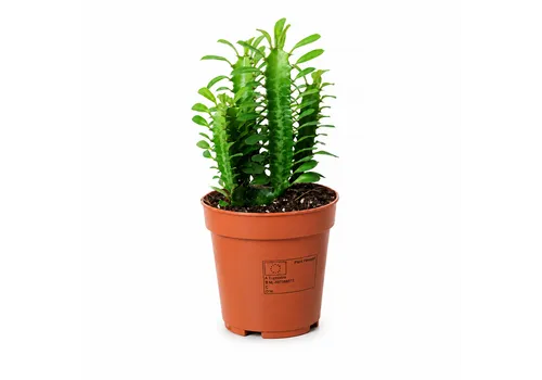 JUNAVERA Euphorbia trigona | 12 cm pot | 35 cm hoog