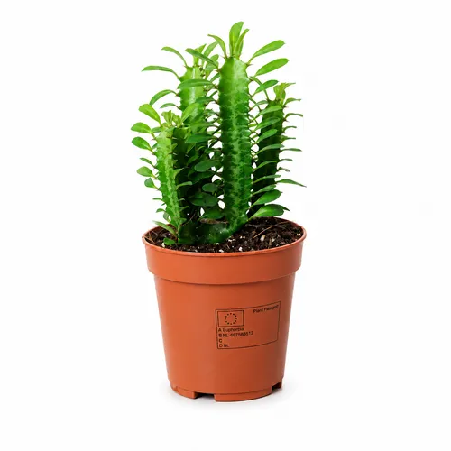 JUNAVERA Euphorbia trigona | 12 cm pot | 35 cm hoog