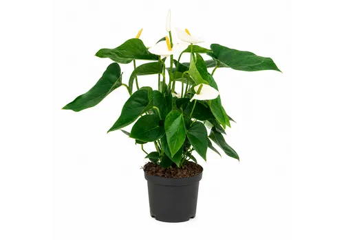 JUNAVERA Anthurium wit | 12 cm pot | 45 cm hoog