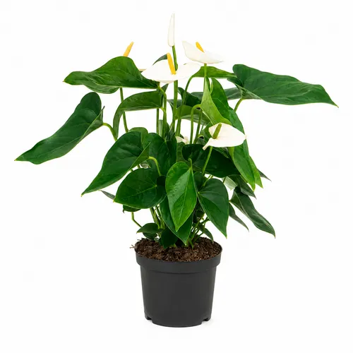 JUNAVERA Anthurium wit | 12 cm pot | 45 cm hoog