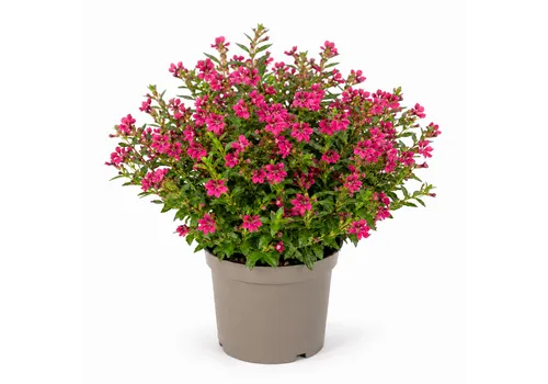 JUNAVERA Cuphea hyssopifolia Myrtis Deep Pink | 10 cm pot | 15 cm hoogv