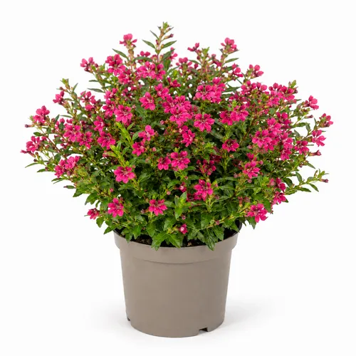 JUNAVERA Cuphea hyssopifolia Myrtis Deep Pink | 10 cm pot | 15 cm hoogv