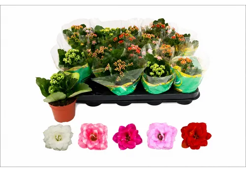 JUNAVERA Kalanchoe gemengd | per stuk | 8 cm pot | 25 cm hoog