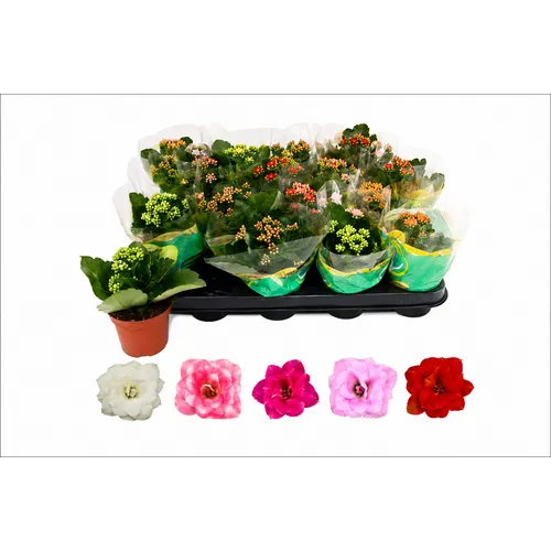 JUNAVERA Kalanchoe gemengd | per stuk | 8 cm pot | 25 cm hoog