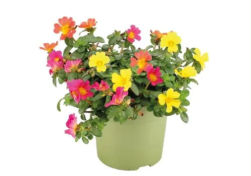JUNAVERA Portulaca gemengd | 12 cm pot | 15 cm hoog | per stuk