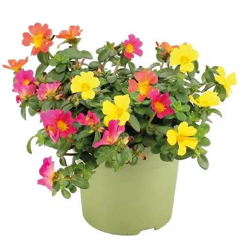 JUNAVERA Portulaca gemengd | 12 cm pot | 15 cm hoog | per stuk