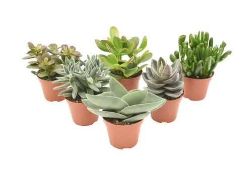 JUNAVERA Crassula gemengd | 5 cm pot | 10 cm hoog | per stuk