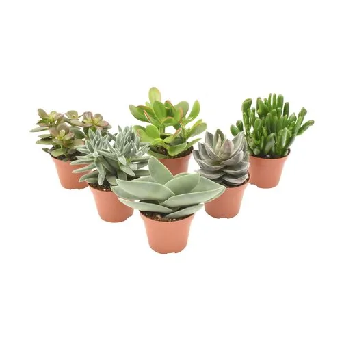JUNAVERA Crassula gemengd | 5 cm pot | 10 cm hoog | per stuk
