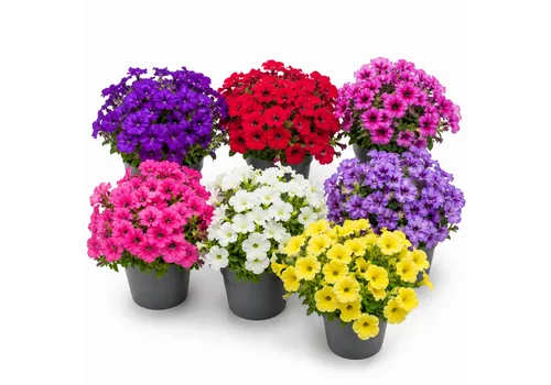 JUNAVERA Petunia Surfinia gemengd | 12 cm pot | 20 cm hoog | per stuk