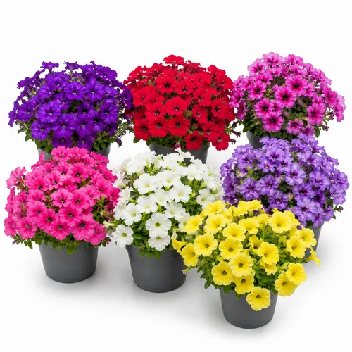 JUNAVERA Petunia Surfinia gemengd | 12 cm pot | 20 cm hoog | per stuk