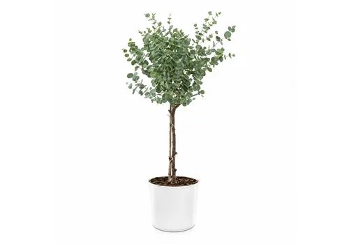 JUNAVERA Eucalyptus gunnii | 17 cm pot | 75 cm hoog
