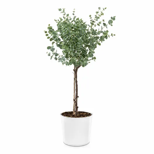 JUNAVERA Eucalyptus gunnii | 17 cm pot | 75 cm hoog