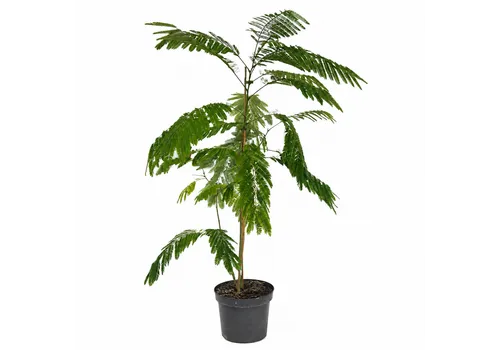 JUNAVERA Albizia julibrissin | Perzische slaapboom | 125 cm hoog | 23 cm pot