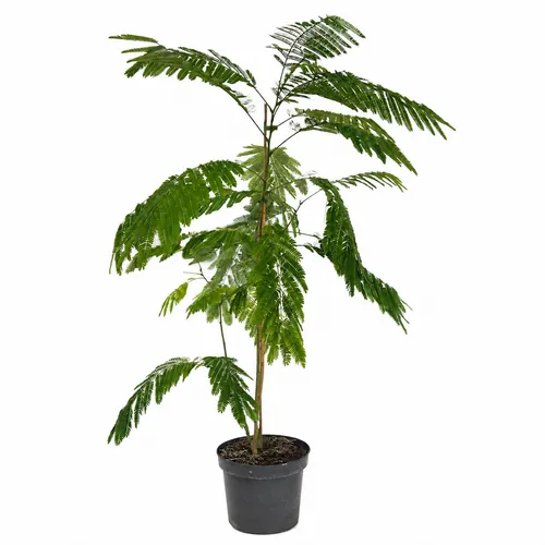 JUNAVERA Albizia julibrissin | Perzische slaapboom | 125 cm hoog | 23 cm pot