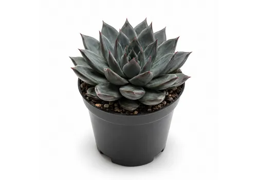 JUNAVERA Echeveria affinis | 5,5 cm pot | 8 cm hoog
