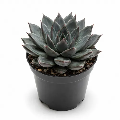 JUNAVERA Echeveria affinis | 5,5 cm pot | 8 cm hoog