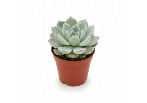 JUNAVERA Echeveria elegans | 5,5 cm pot | 8 cm hoog