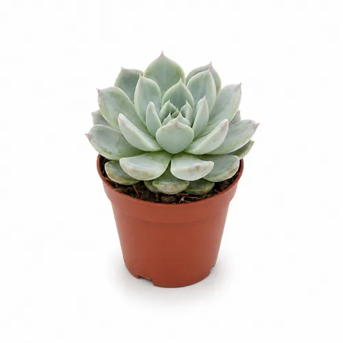 JUNAVERA Echeveria elegans | 5,5 cm pot | 8 cm hoog