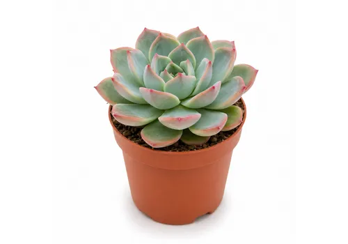 JUNAVERA Echeveria Lotus | 8,5 cm pot | 10 cm hoog