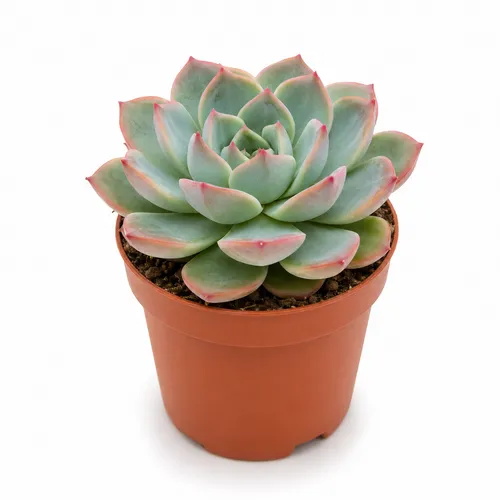 JUNAVERA Echeveria Lotus | 8,5 cm pot | 10 cm hoog