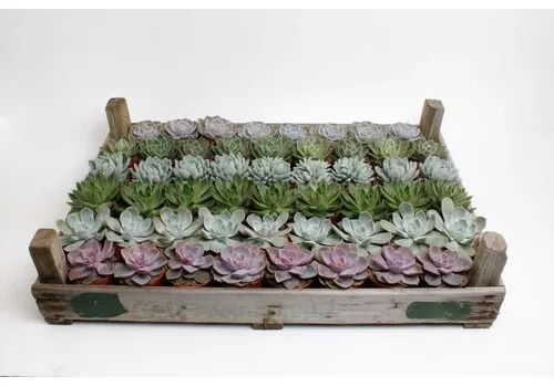 JUNAVERA Echeveria gemengd | 8,5 cm pot | 15 cm hoog | per stuk