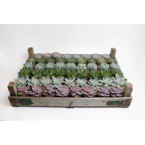 JUNAVERA Echeveria gemengd | 8,5 cm pot | 15 cm hoog | per stuk