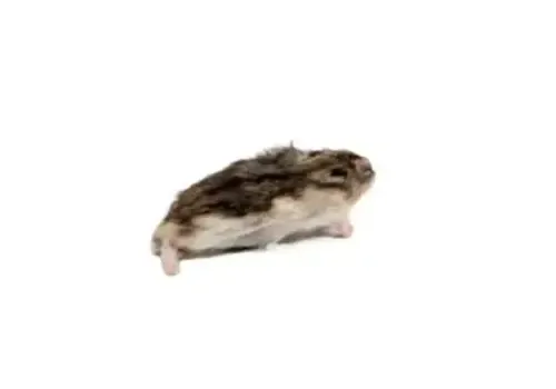 NutriPrey Diepvries Goudhamster 100–150 gram