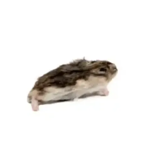 NutriPrey Diepvries Goudhamster 100–150 gram