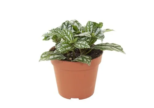 JUNAVERA Pilea cadierei | 8,5 cm pot | 12 cm hoog