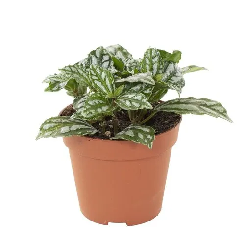JUNAVERA Pilea cadierei | 8,5 cm pot | 12 cm hoog