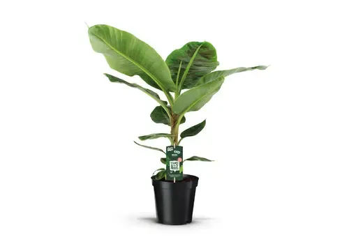 JUNAVERA Musa Dwarf Cavendish | 21 cm pot | 105 cm hoog