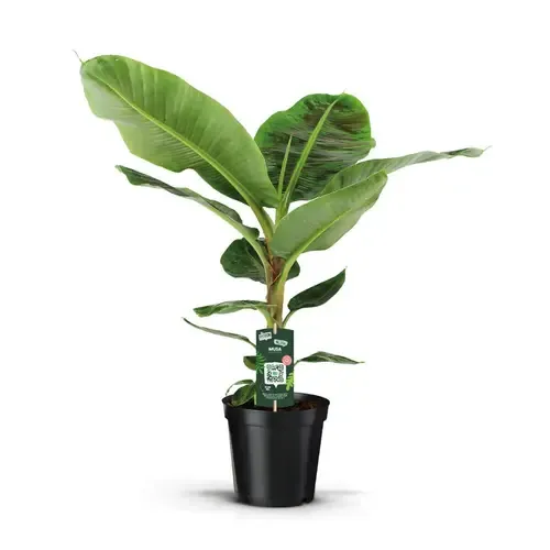 JUNAVERA Musa Dwarf Cavendish | 21 cm pot | 105 cm hoog